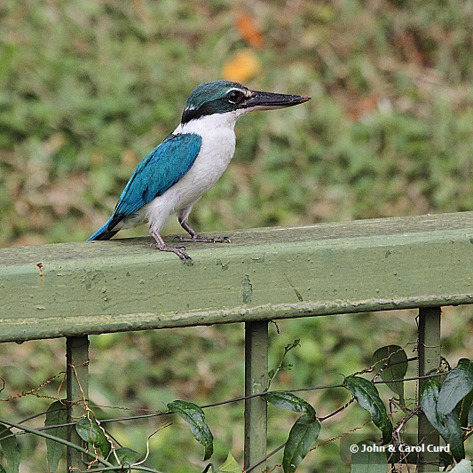 J01_1911 White-collared Kingfisher.JPG